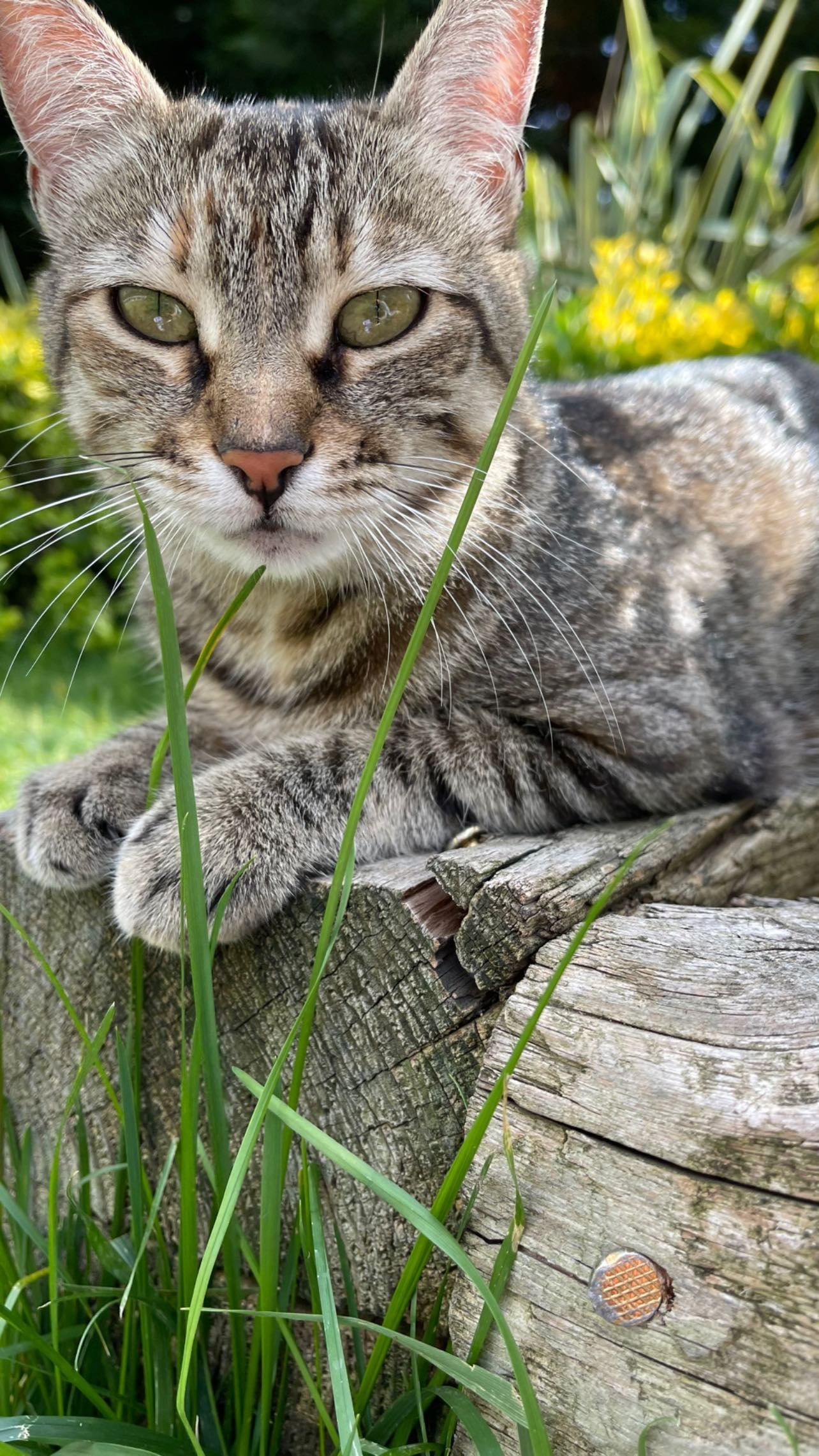 Jennifer - DropMMS Unblock